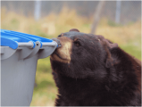 bear-garbage.png