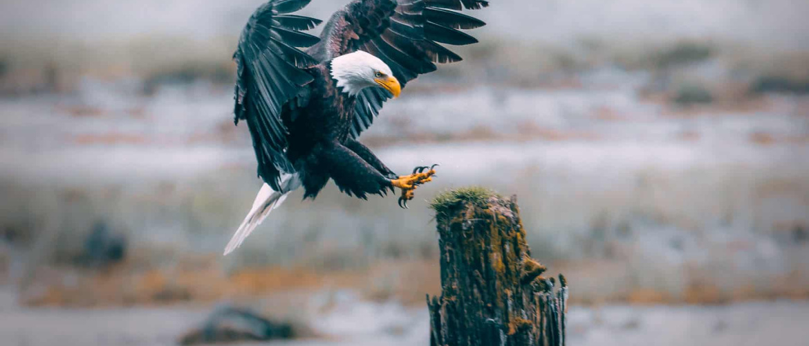 Eagle on Estuary