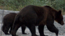 bear.jpg